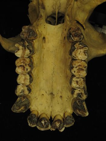 Media type: image;   Mammalogy 20043